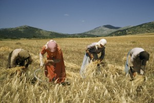 Women in Greece harvesting in the traditional way. http://www.natgeocreative.com/photography/1098541 