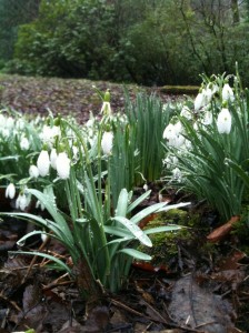snowdrops at Wilmcote