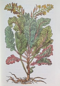The garden cole woort from Gerard's Herbal