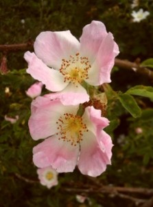Dog-roses growing in a hedgerow on the Welcombe hills