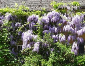 Wisteria growing on a Cotswold wall