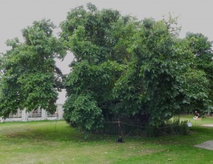 The oldest of the mulberry trees