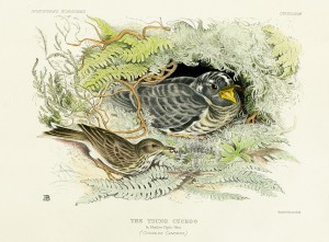 Blackburn's illustration of the cuckoo in the nest