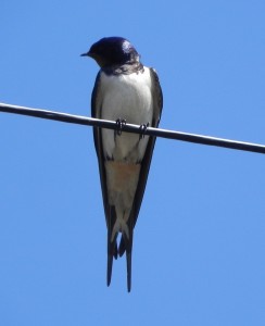 A swallow at Mary Arden's House