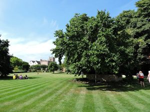 The Great Garden with the Mulberry Tree